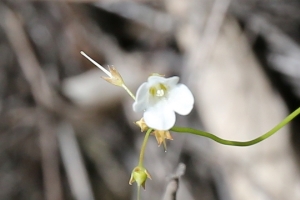 Australian Plants Loganiaceae